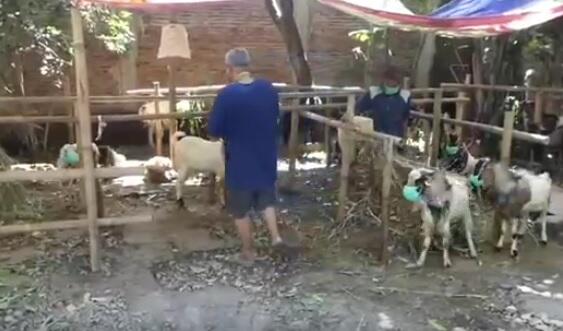 Jelang Idul Adha, Hewan Kurban Pun di Solo Pakai Masker