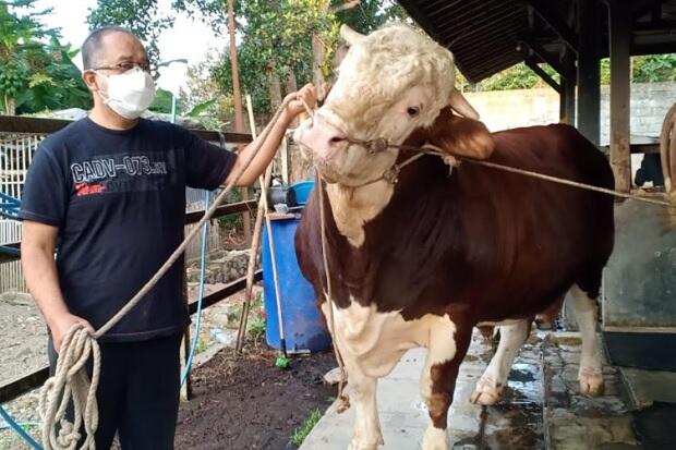 Penampakan Simental Seberat 1 Ton, Sapi Kurban yang Dibeli Presiden Jokowi
