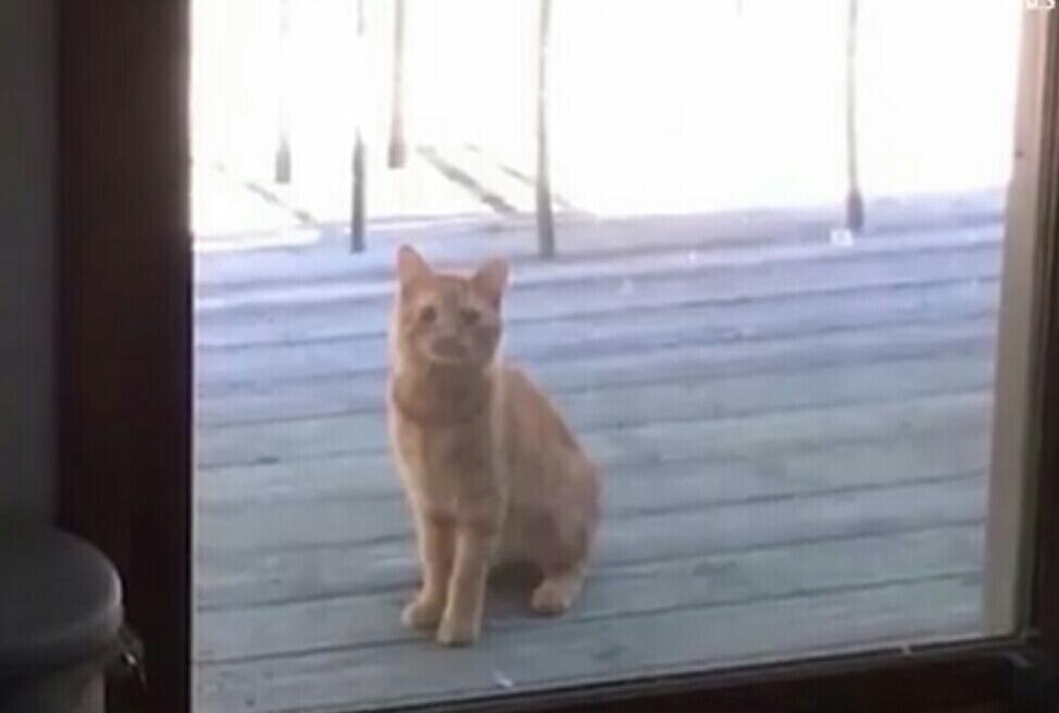 Lihat Kucing Yang Dibuang Ini Untuk Belajar Mempercayai Lagi