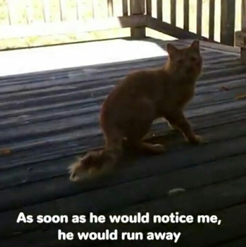 Lihat Kucing Yang Dibuang Ini Untuk Belajar Mempercayai Lagi