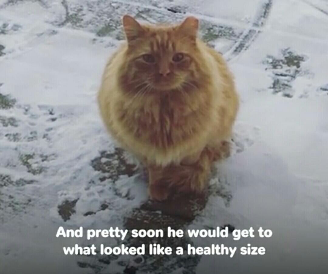 Lihat Kucing Yang Dibuang Ini Untuk Belajar Mempercayai Lagi