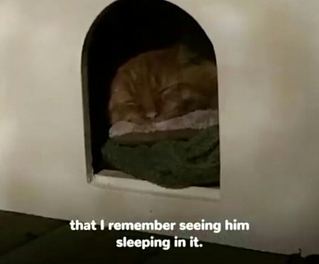 Lihat Kucing Yang Dibuang Ini Untuk Belajar Mempercayai Lagi