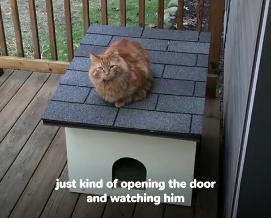 Lihat Kucing Yang Dibuang Ini Untuk Belajar Mempercayai Lagi