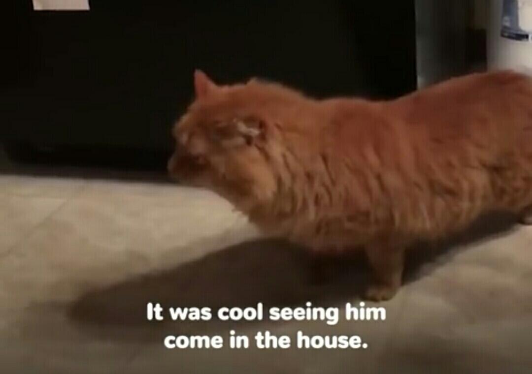 Lihat Kucing Yang Dibuang Ini Untuk Belajar Mempercayai Lagi