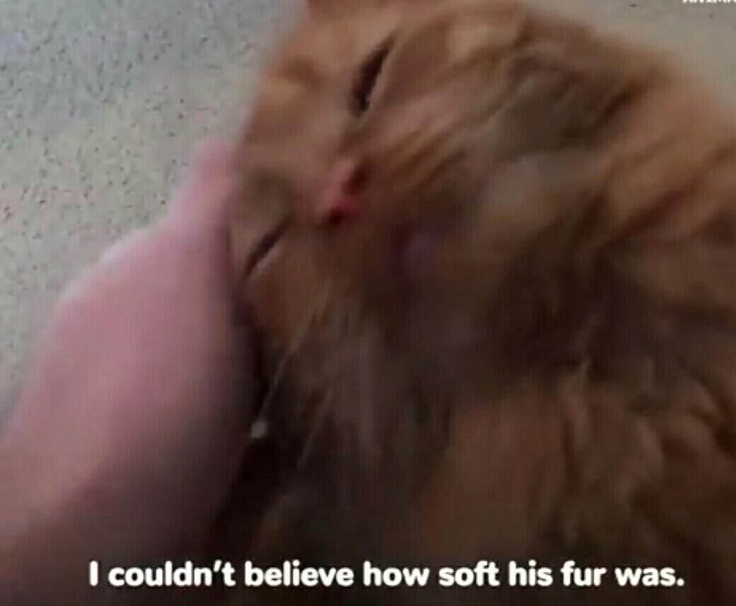 Lihat Kucing Yang Dibuang Ini Untuk Belajar Mempercayai Lagi