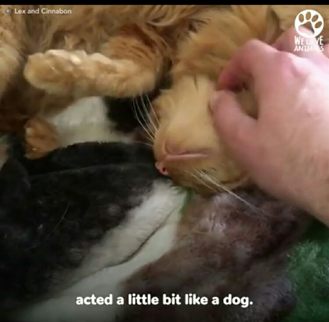 Lihat Kucing Yang Dibuang Ini Untuk Belajar Mempercayai Lagi