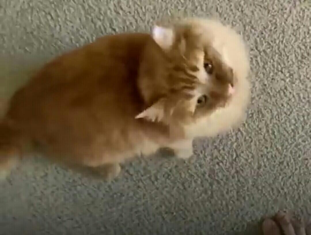 Lihat Kucing Yang Dibuang Ini Untuk Belajar Mempercayai Lagi