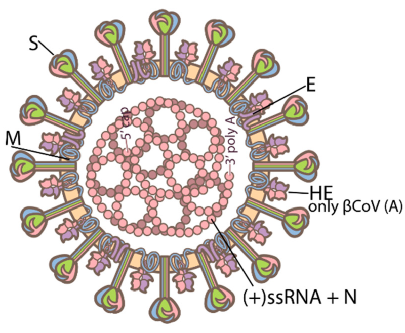 Sejarah Virus Corona