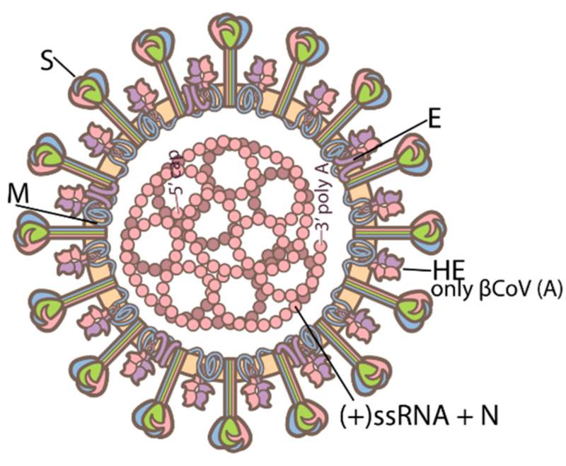 Sejarah Virus Corona | KASKUS