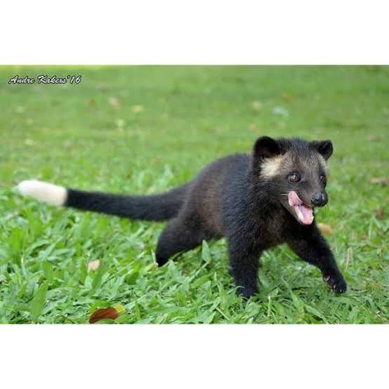 Jenis Musang Eksotis Penghasil Kopi Luwak
