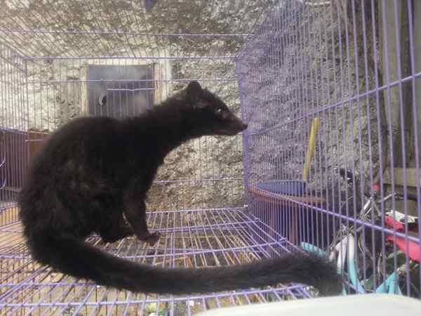 Jenis Musang Eksotis Penghasil Kopi Luwak