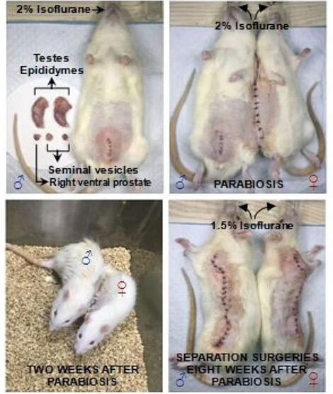 Dikecam, Ilmuwan China Berhasil Membuat Tikus Jantan Melahirkan, Ini Penampakkannya