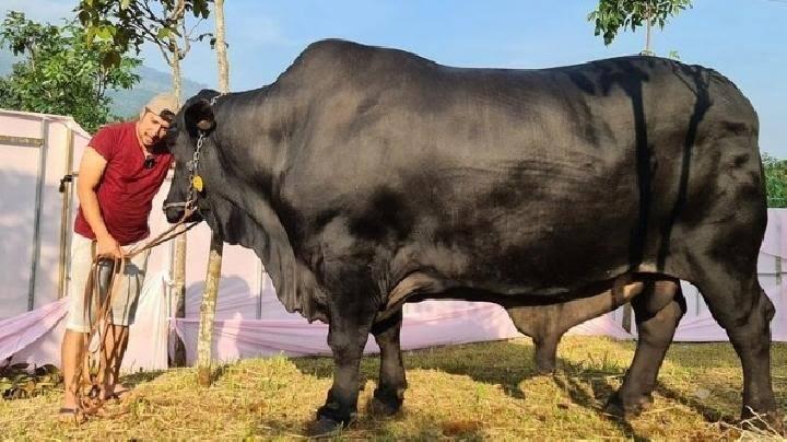Sapi Grandong!! Sapi Apaan Tuh?