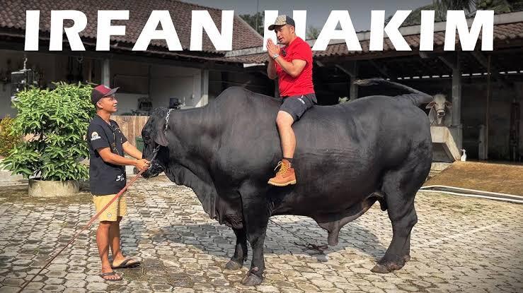 Sapi Grandong!! Sapi Apaan Tuh?