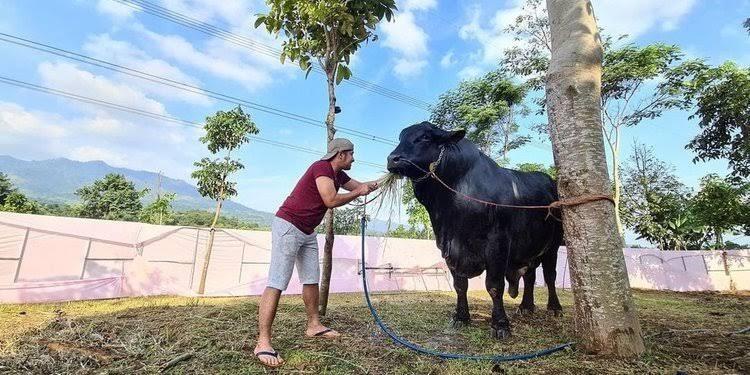 Sapi Grandong!! Sapi Apaan Tuh?