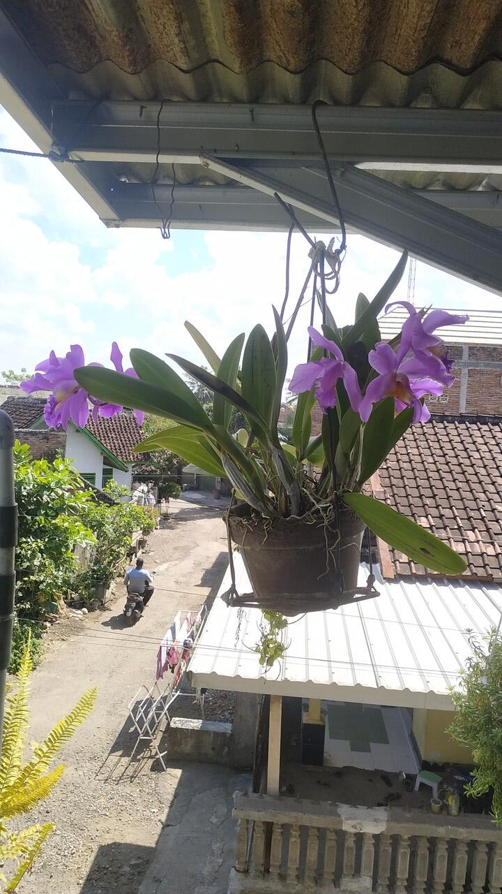 Koleksi Bunga Anggrek