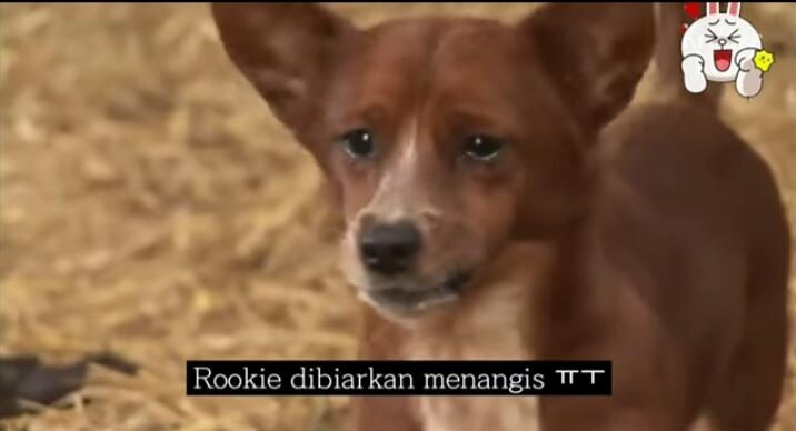 Viral Kisah Haru Persahabatan Anjing dan Sapi, Ini Pelajaran Baik yang Dapat Diambil