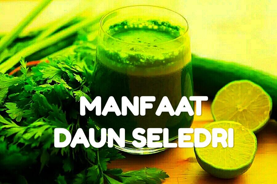 Manfaat Daun Seledri Bagi Kesehatan.
