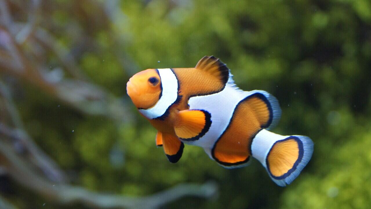 Ikan Ini Bisa Ganti Kelamin Loh!!