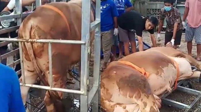 Inovasi Warga Klaten, Buat Alat agar Sapi Tidak Terlalu Stres saat Disembelih