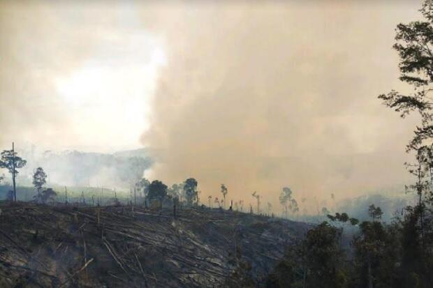 Sulit Dijangkau, 50 Hektare Hutan Lindung Bukit Suligi Riau Ludes Terbakar