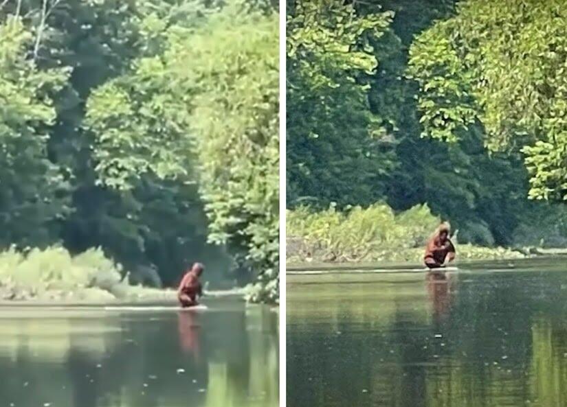 Serem ! Lagi Ngerekam Video, Eh Muncul 'SOSOK' Bigfoot Raksasa Berjalan Di Sungai !