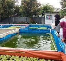 Pemberian Garam untuk Kolam Ikan, Perlu atau Tidak?