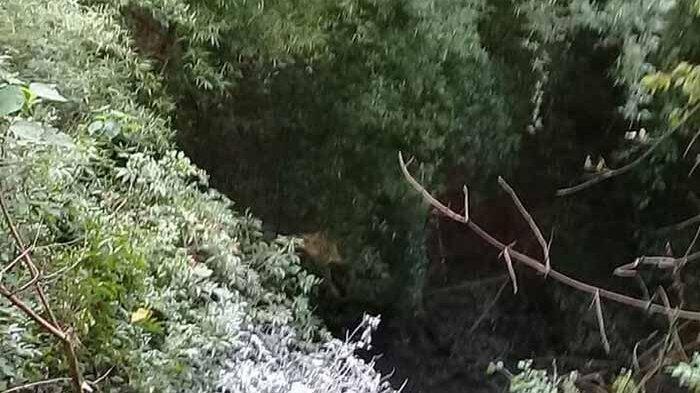 Cerita Horor: Gregektunggek, Kuntilanak, dan Sebangsanya