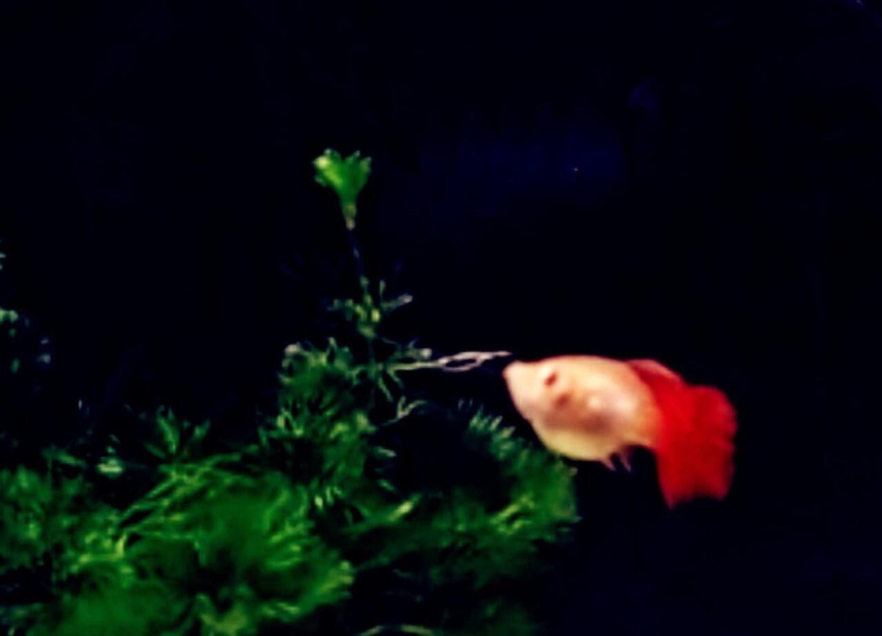 Tanda Tanda Ikan Guppy Mau Melahirkan