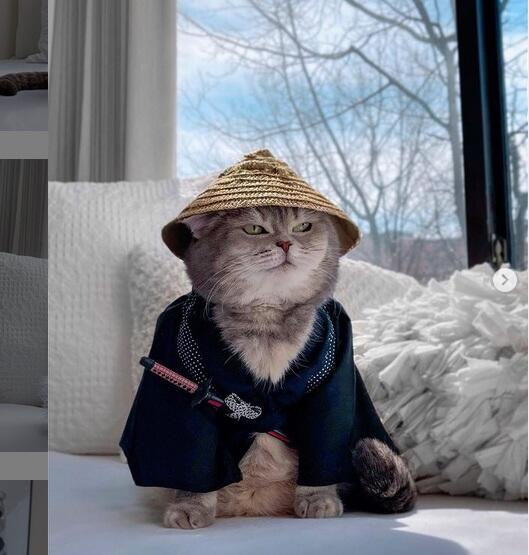 Stylish Bak Selebgram , Kucing ini Curi Perhatian