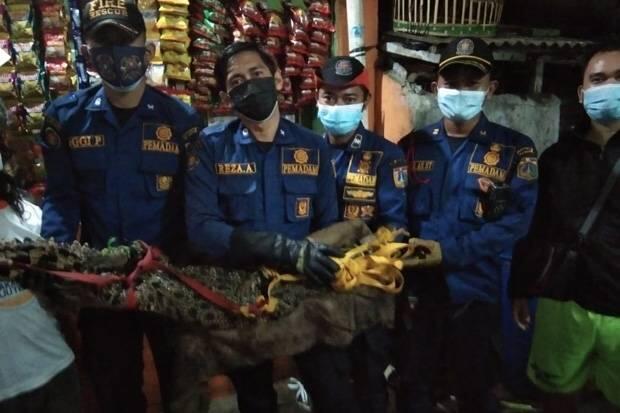 Ngeri! Buaya Berkeliaran di Permukiman Warga Tambora