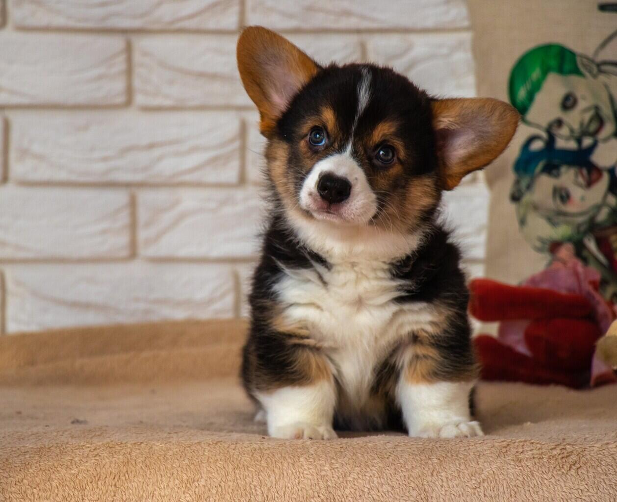 3 Fakta Anjing Corgi Kesayangan Sang Ratu Inggris