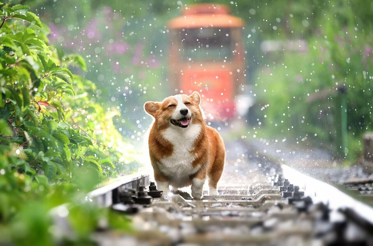 3 Fakta Anjing Corgi Kesayangan Sang Ratu Inggris