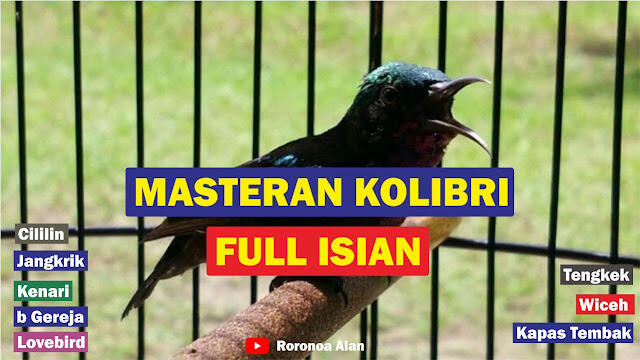 Masteran Kolibri Full Isian Nembak Mewah