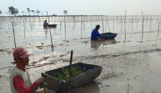 BRGM Pacu Rehabilitasi Mangrove di Masyarakat secara Padat Karya