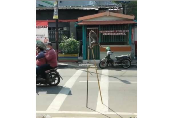 Sudah Dilarang Pemprov DKI, Atraksi Topeng Monyet Kembali Terlihat di Jakarta Utara