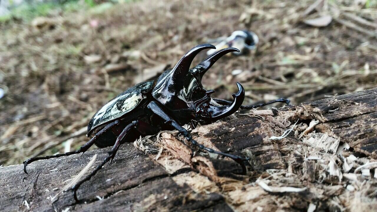 Si Eksotis yang Kuat, Musuh Bagi Petani Sawit