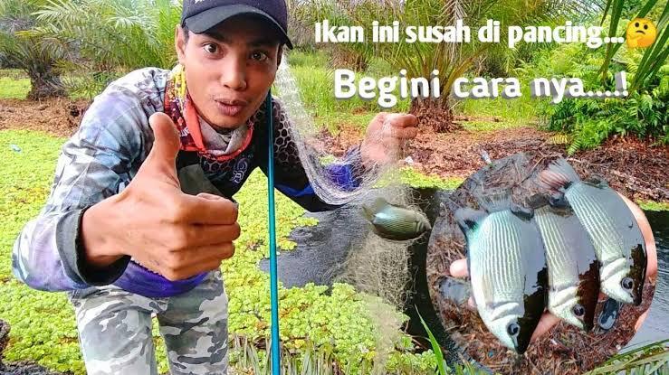 Mancing Jaring, Dapat Ikan Tembakang Banyak? HOAK Itu!