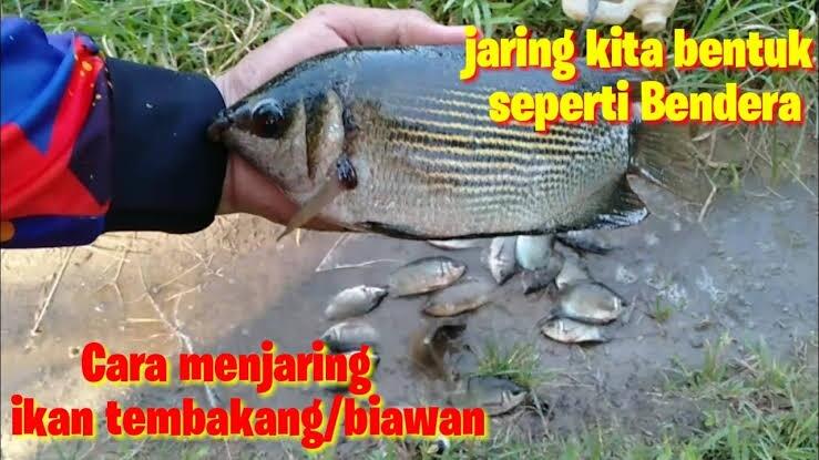 Mancing Jaring, Dapat Ikan Tembakang Banyak? HOAK Itu!