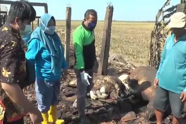 Menyedihkan! Kandang Terbakar Hebat, 5 Kerbau Mati Terpanggang di Jepara
