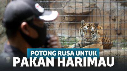 Babak Belur Hadapi Pandemi, Rusa Akan 'DIKORBANKAN' Untuk Makan Harimau !