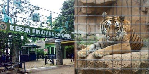 Babak Belur Hadapi Pandemi, Rusa Akan 'DIKORBANKAN' Untuk Makan Harimau !