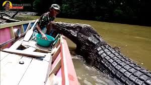 Ekstrem! Buaya Sebesar Perahu Di Elus-Elus Diam Saja