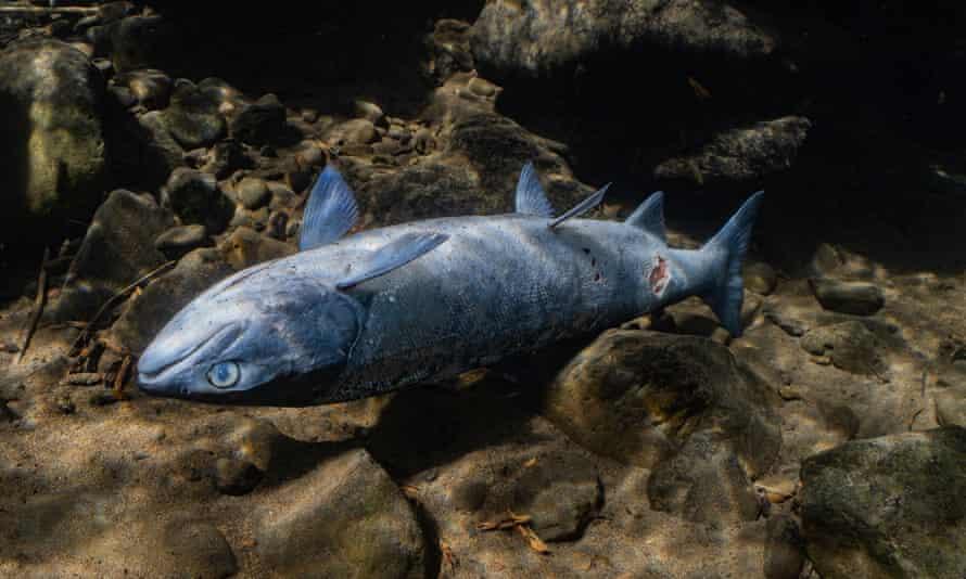 Ikan Dan Kerang Direbus Hidup-hidup akibat Gelombang Panas Menimpa Kanada