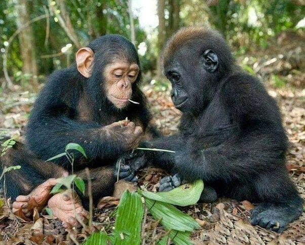 Kelompok Simpanse dan Gorila Tawuran, Apakah Alam Liar Mulai Rusak? 