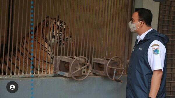 Cerita Anies 2 Harimau 'Warga DKI' di Ragunan Positif Corona