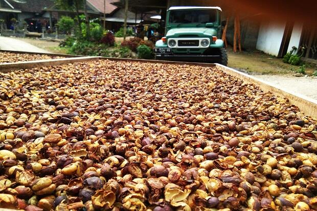 Menanti Tetes Hujan di Masa Panen Kopi Pungkasan Petani Blitar Lereng Kawi