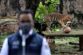 Dua Harimau Sumatra di Ragunan Positiv Covid-19, Dunia Binatang Lakukan PPKM? 