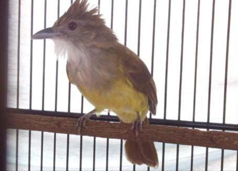 Harga Burung Cucak Jenggot