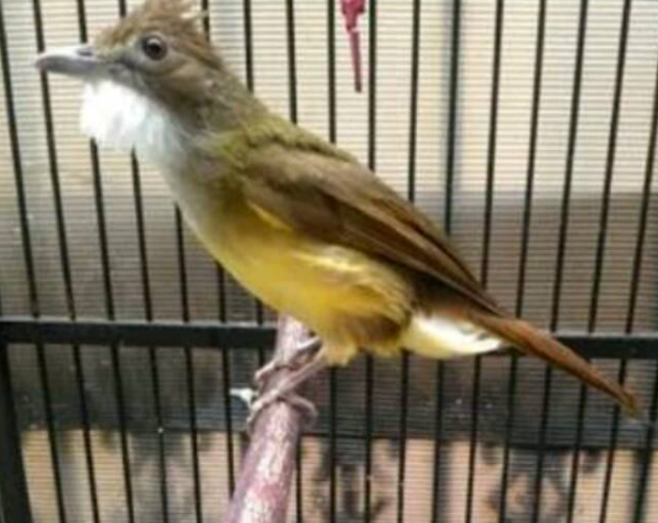 Harga Burung Cucak Jenggot